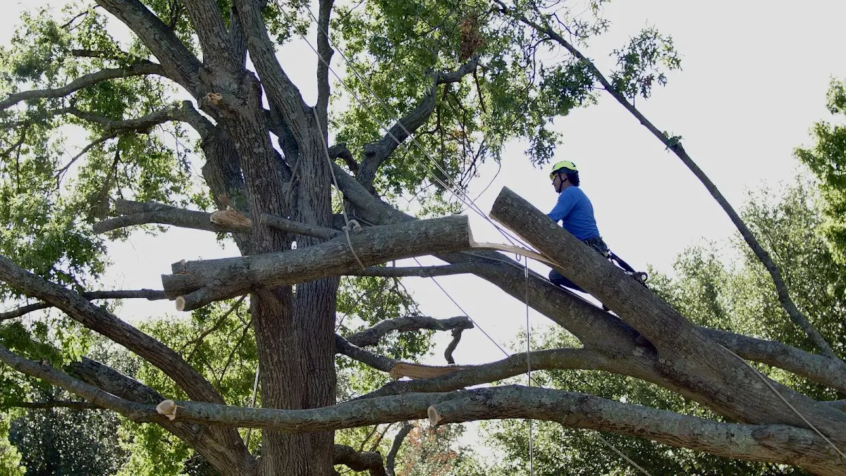 Professional Crown Thinning performed by certified arborists in Ben Lomond