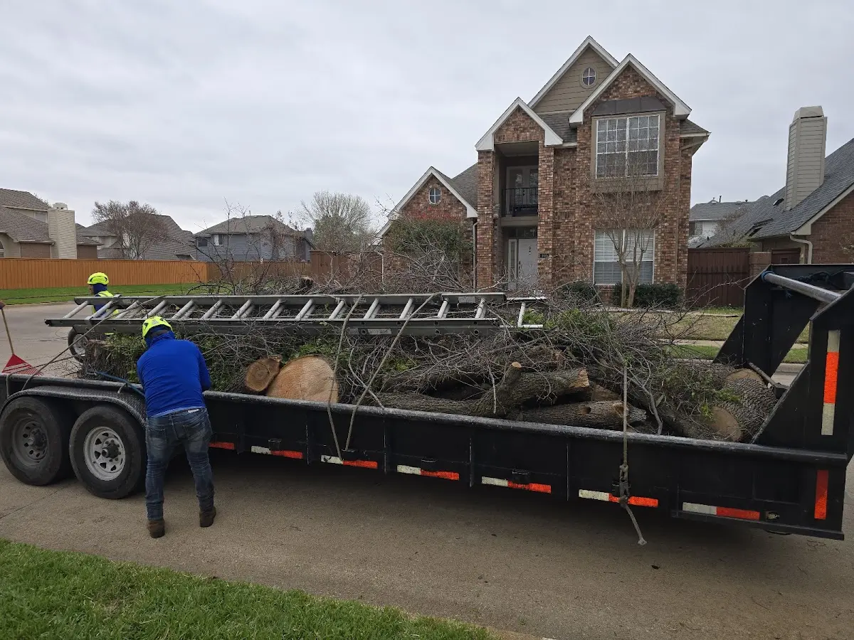 Expert Tree Removal with proper safety equipment in Ben Lomond